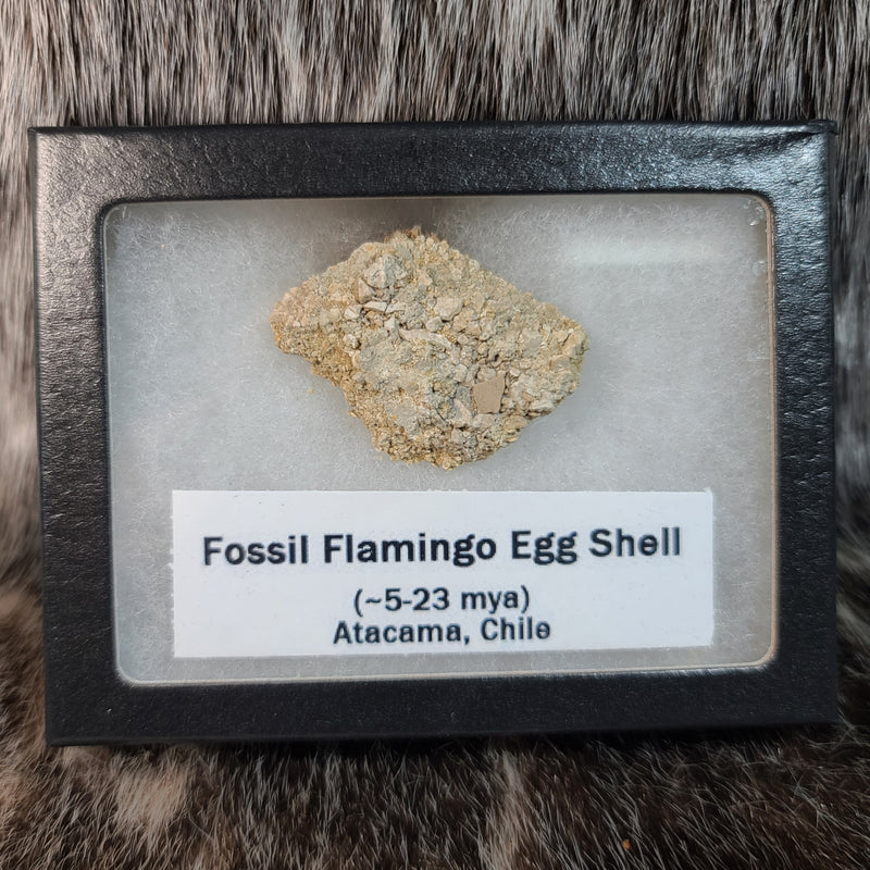 Flamingo Eggshells, Fossil (Framed)