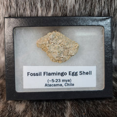 Flamingo Eggshells, Fossil (Framed)