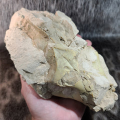 Oreodont Fossil Skull C