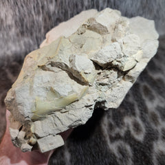 Oreodont Fossil Skull C
