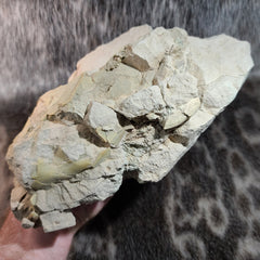Oreodont Fossil Skull C