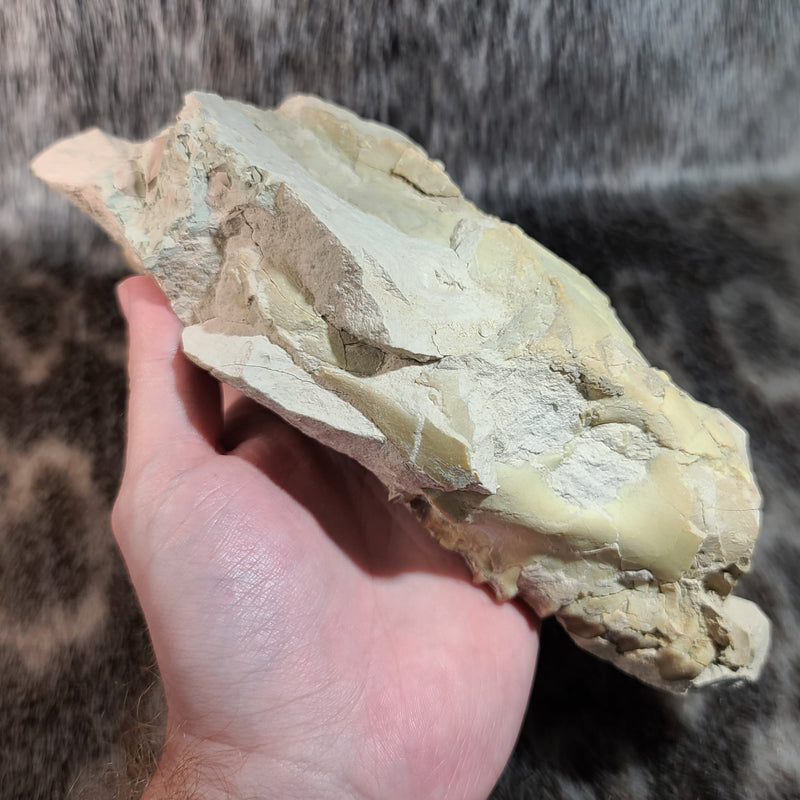 Oreodont Fossil Skull C