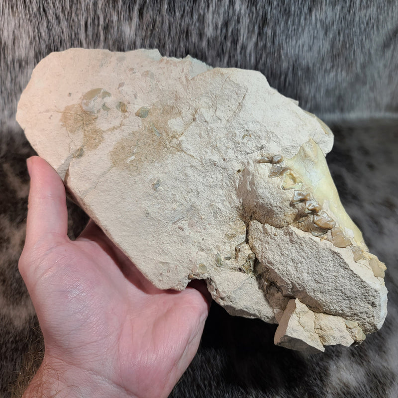 Oreodont Fossil Skull C