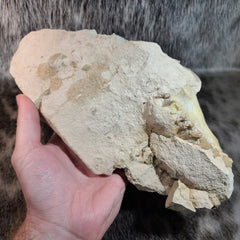 Oreodont Fossil Skull C