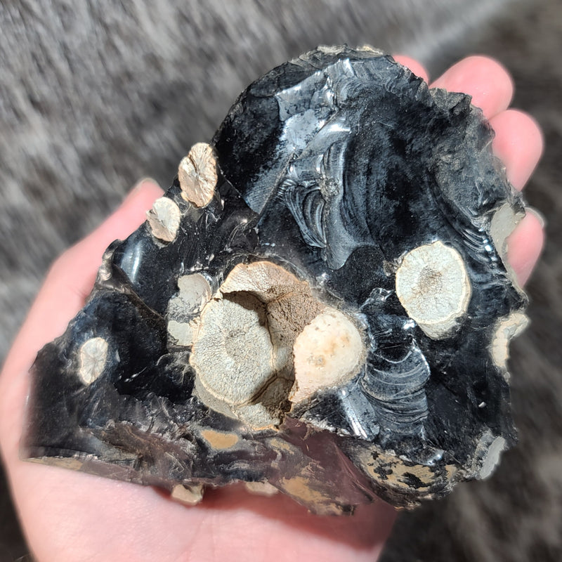 Obsidian, Cristobalite & Fayalite B (5")