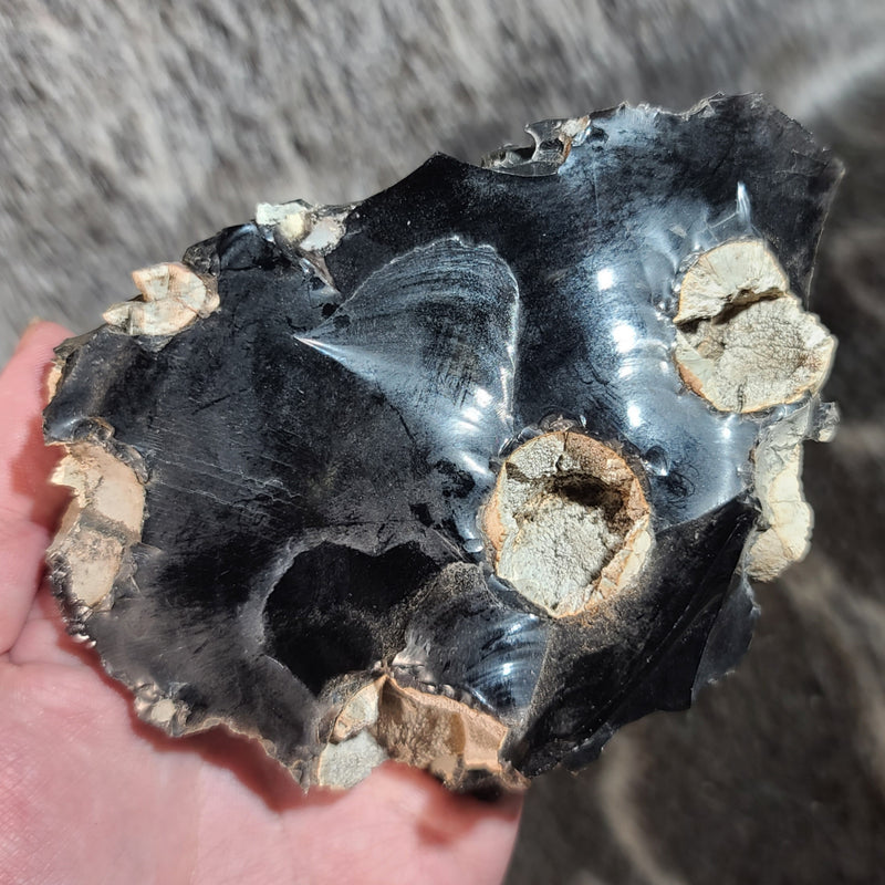 Obsidian, Cristobalite & Fayalite B (5")