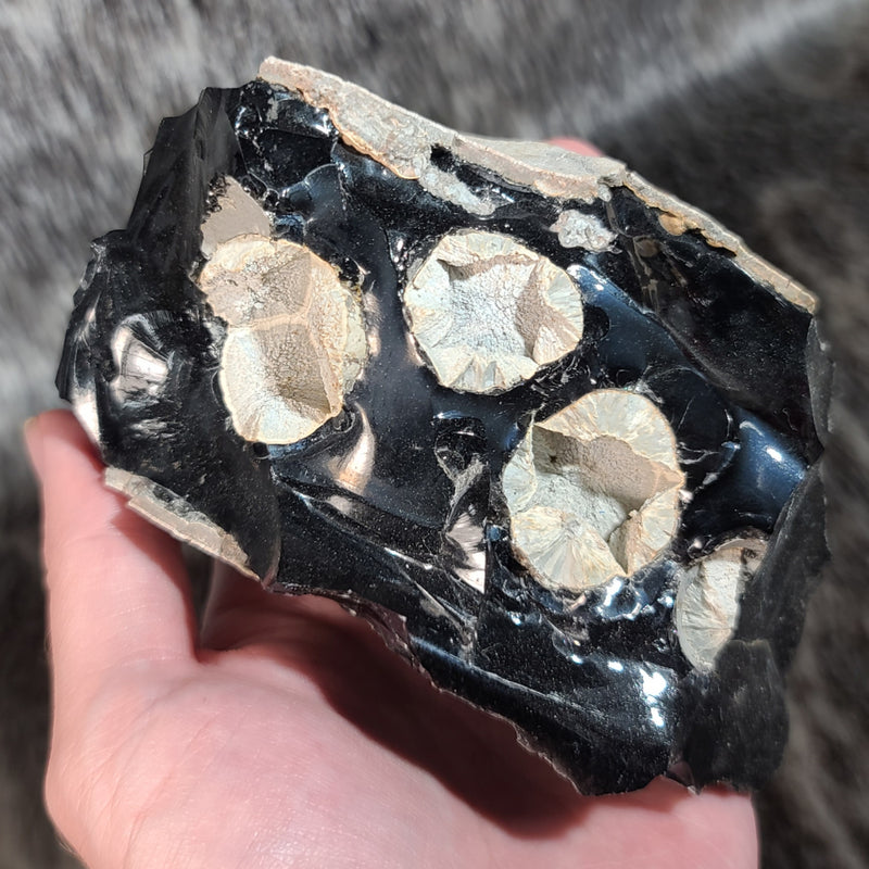 Obsidian, Cristobalite & Fayalite C (4.5")