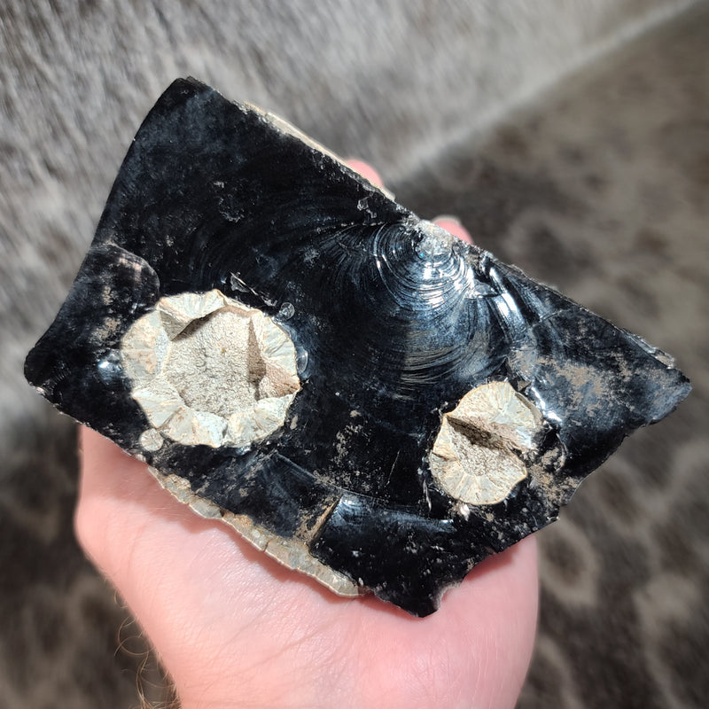 Obsidian, Cristobalite & Fayalite C (4.5")