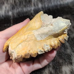 Oreodont Fossil Skull D