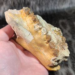 Oreodont Fossil Skull D