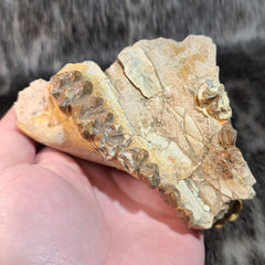 Oreodont Fossil Skull D