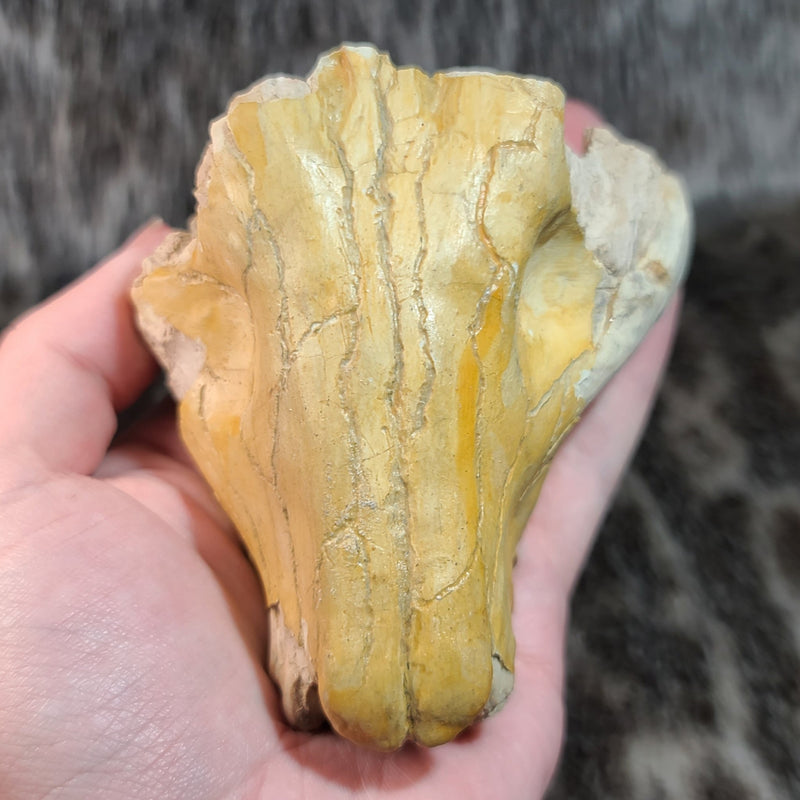Oreodont Fossil Skull D