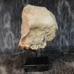 Oreodont Fossil Skull Segment, B