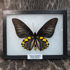 Rippon's Birdwing Butterfly