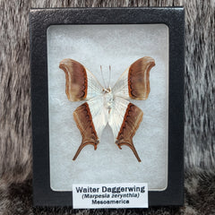 Waiter Daggerwing Butterfly