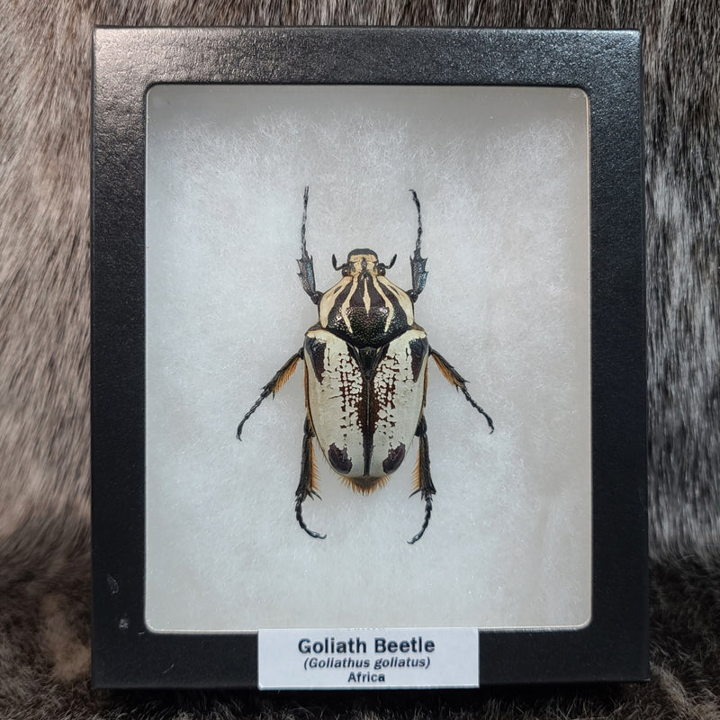 Goliath Beetle, Female (Pattern B)