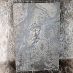 Keichousaurus Fossil Skeleton, F