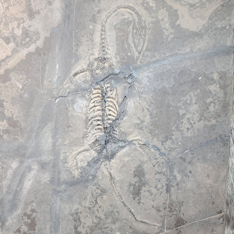 Keichousaurus Fossil Skeleton, F