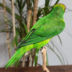 Iris Lorikeet Parrot Taxidermy Mount (SALE)