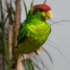 Iris Lorikeet Parrot Taxidermy Mount (SALE)