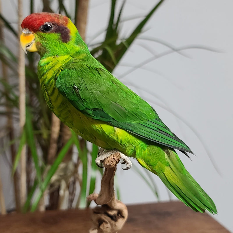 Iris Lorikeet Parrot Taxidermy Mount (SALE)