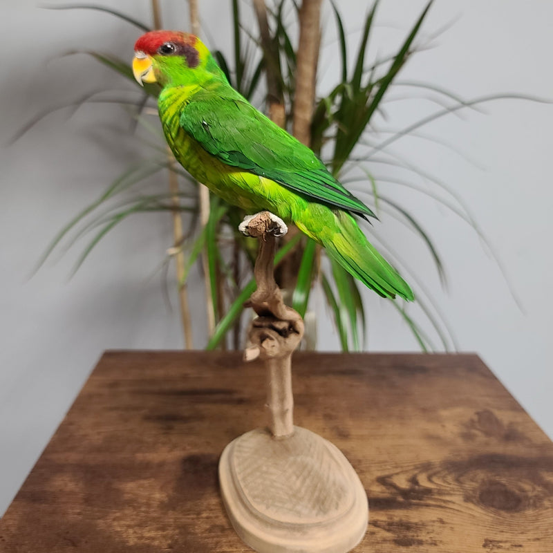 Iris Lorikeet Parrot Taxidermy Mount (SALE)