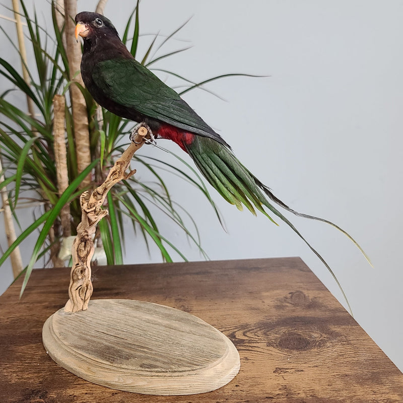 Papuan Lorikeet Parrot Taxidermy Mount