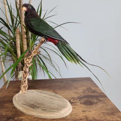 Papuan Lorikeet Parrot Taxidermy Mount
