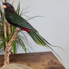Papuan Lorikeet Parrot Taxidermy Mount
