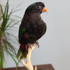 Papuan Lorikeet Parrot Taxidermy Mount