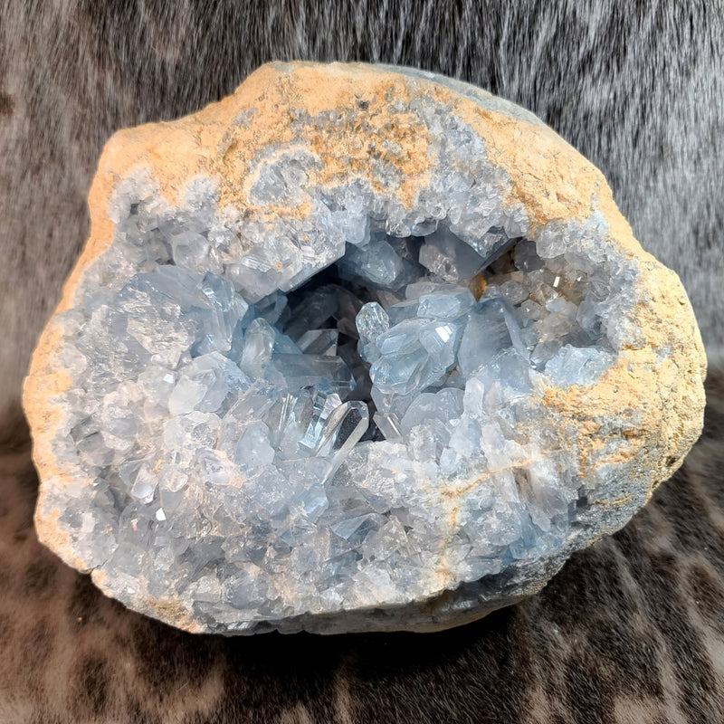 Blue Celestite Crystals, F (9")
