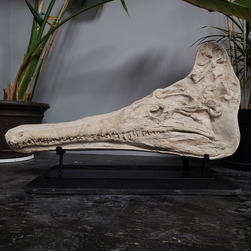 Crocodylomorph Fossil Skull