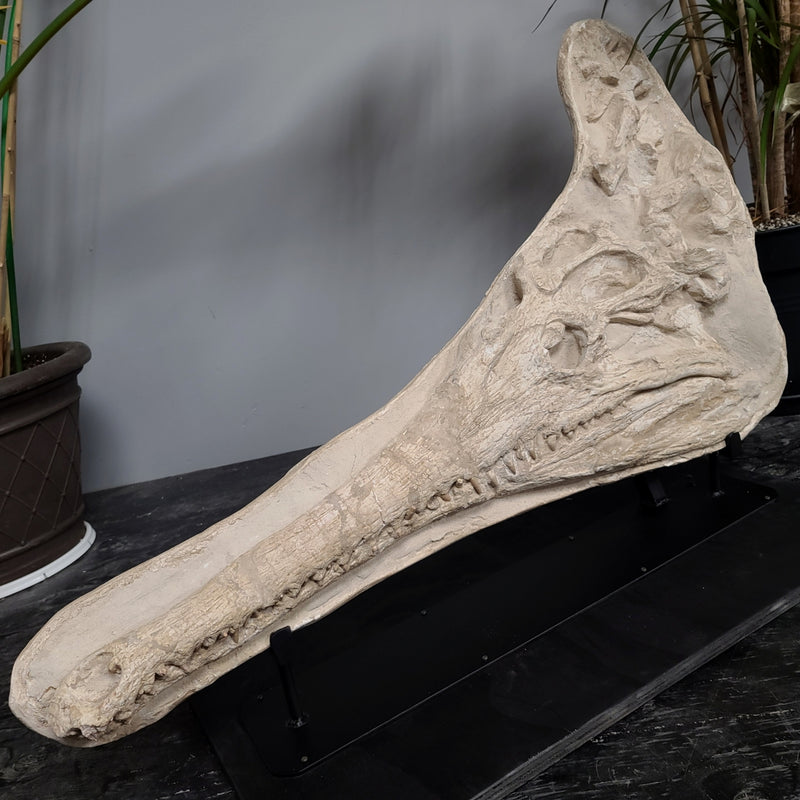 Crocodylomorph Fossil Skull