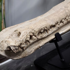 Crocodylomorph Fossil Skull