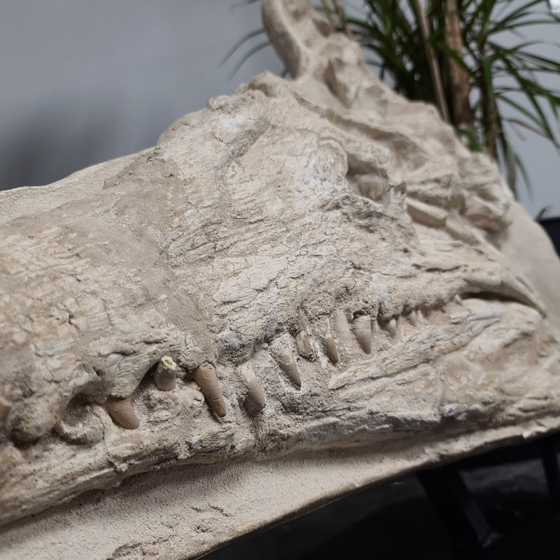 Crocodylomorph Fossil Skull