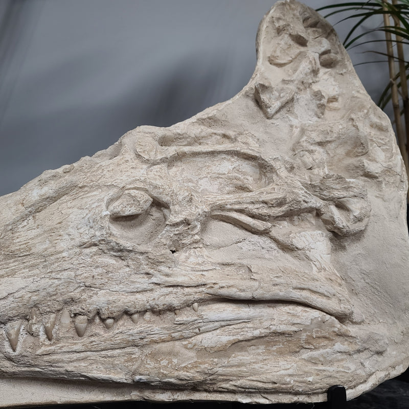 Crocodylomorph Fossil Skull