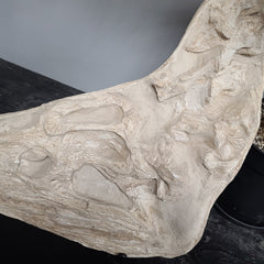 Crocodylomorph Fossil Skull