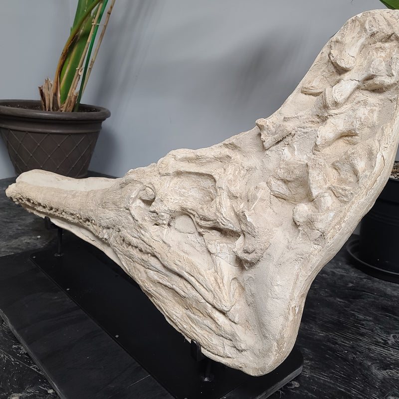 Crocodylomorph Fossil Skull