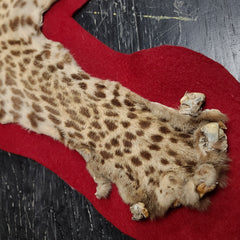 Leopard Skin Rug B, Vintage (SALE)