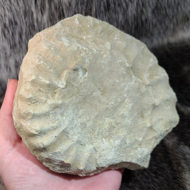 Ammonite (American) D, 5.25"