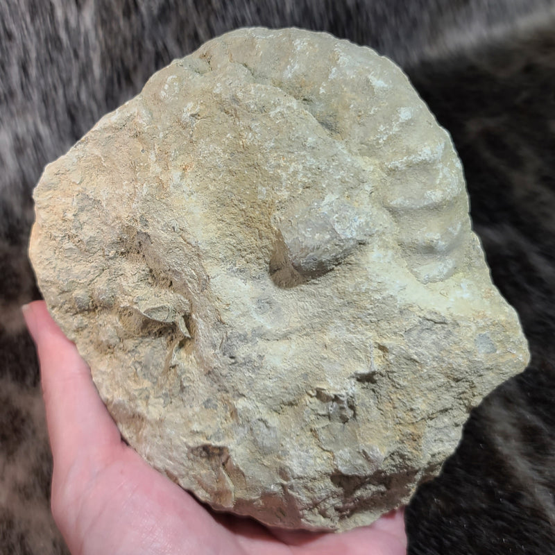 Ammonite (American) D, 5.25"