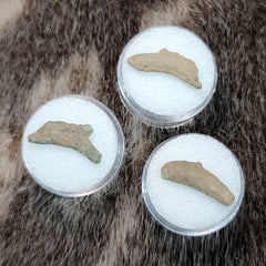 Ancient Greek Dolphin Coins