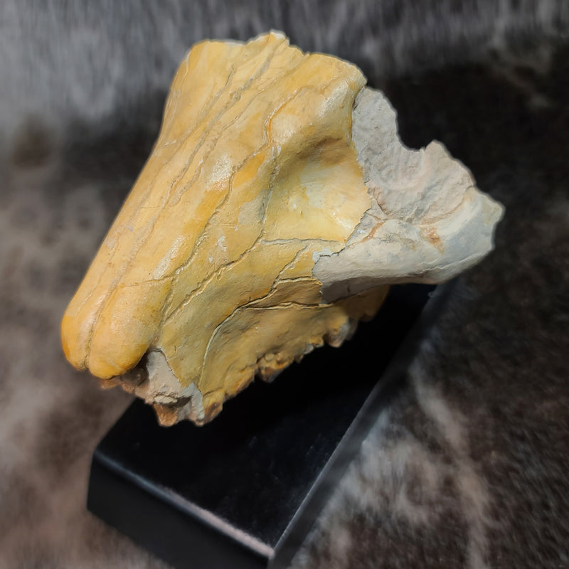 Oreodont Fossil Skull D