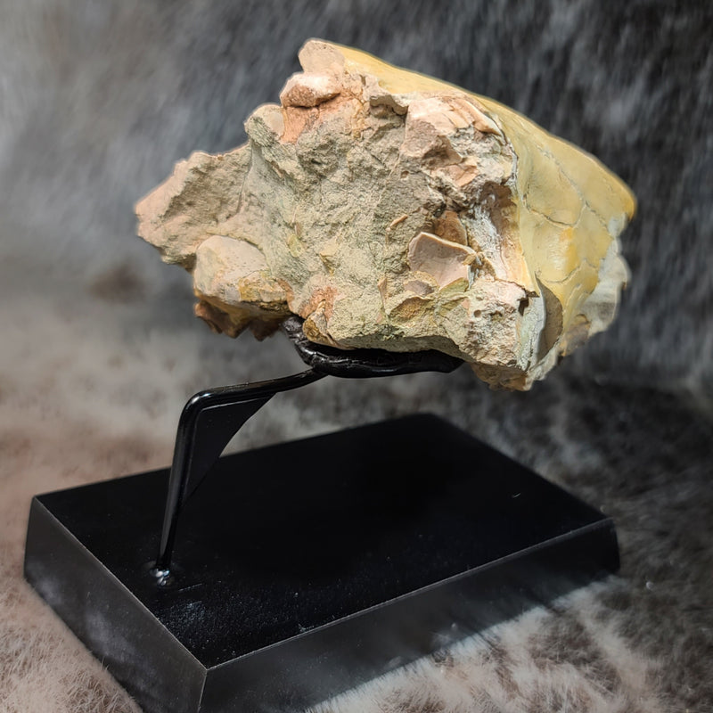 Oreodont Fossil Skull D