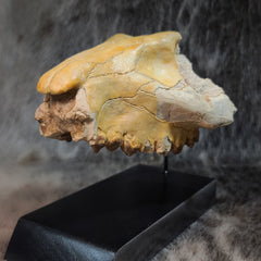 Oreodont Fossil Skull D