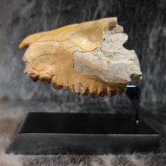 Oreodont Fossil Skull D