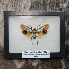 Borneo Lanternfly