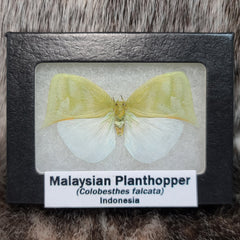 Malaysian Planthoppers (CLEARANCE)