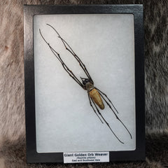 Giant Golden Orb-Weaver Spider