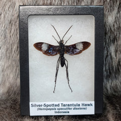 Silver-Spotted Tarantula Hawk